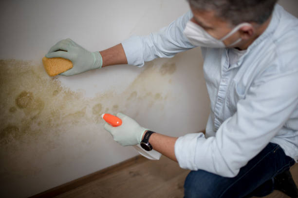 Best DIY Mold Remediation Support Services in Hinckley, MN