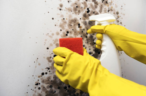 Best Industrial Mold Remediation in Hinckley, MN