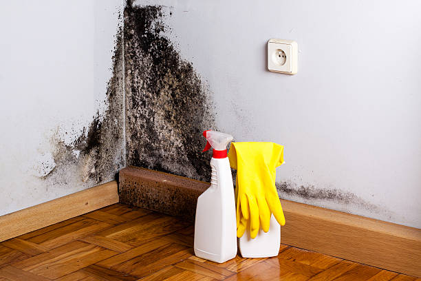 Best White Mold Remediation in Hinckley, MN
